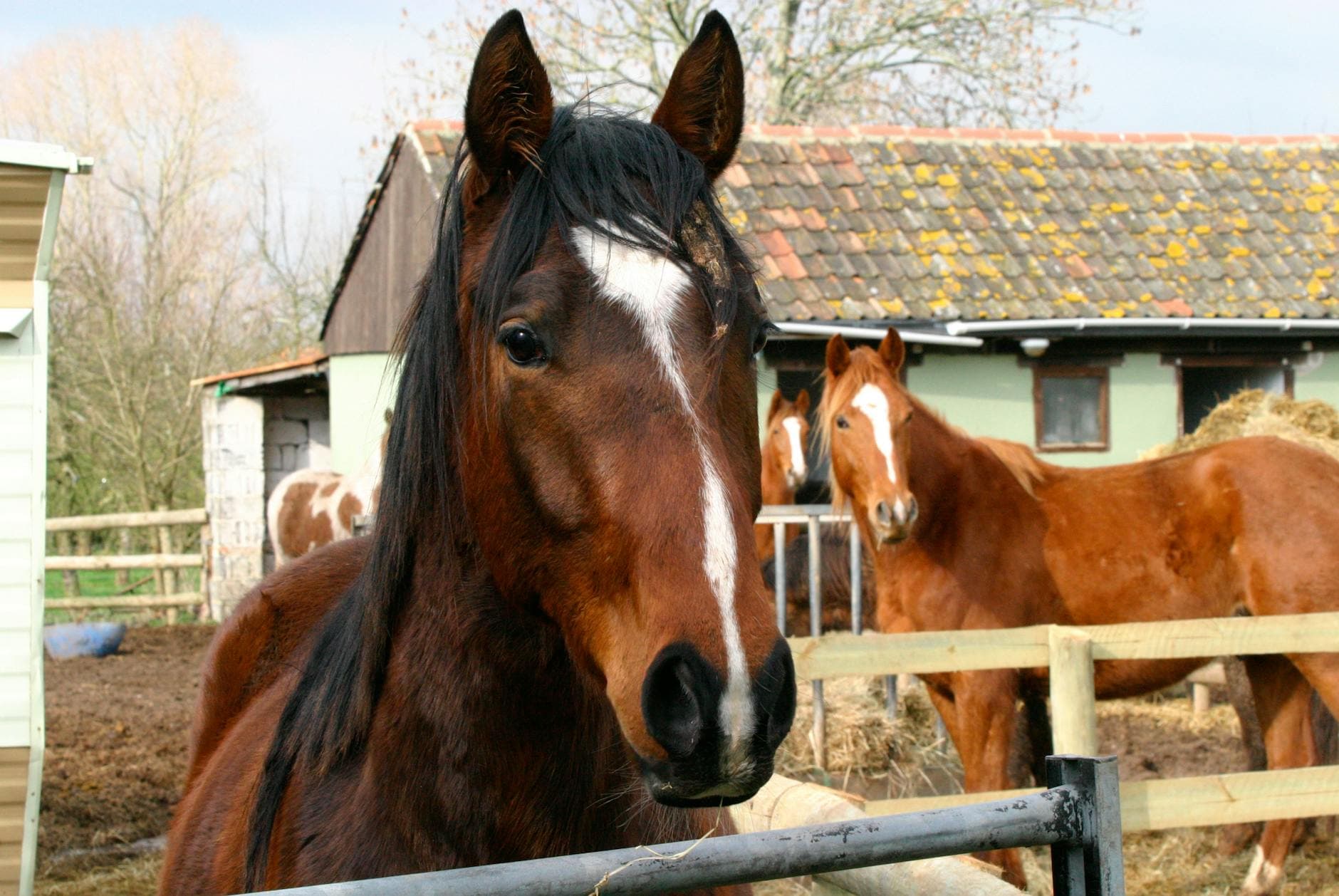 Castledyke Equestrian, equestrian venue in Boston, Lincolnshire