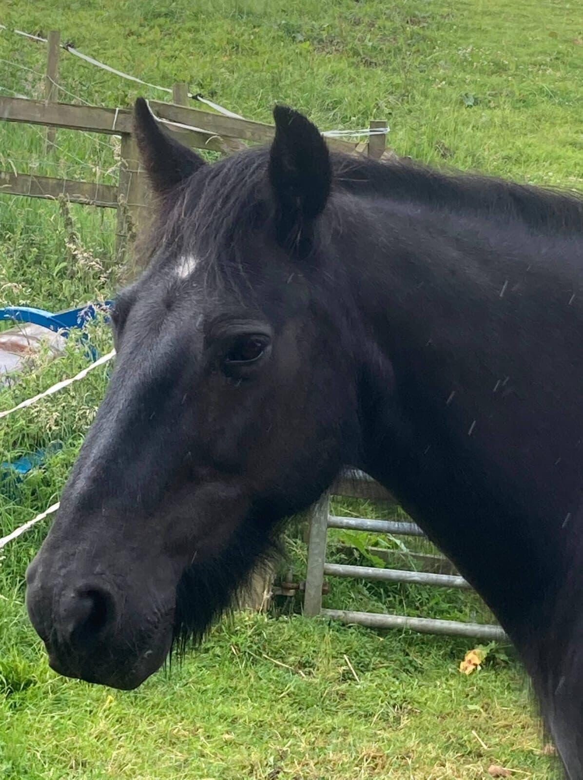 A black pony in a UK paddock — RDA centres work with calm, established ponies like this.